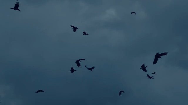 Фон «birds crow»