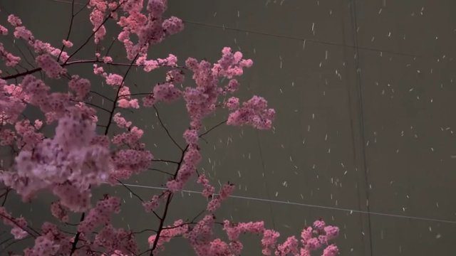 Фон «windy sakura»