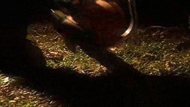 Фон «SEMATARY - RAGING WOLF»